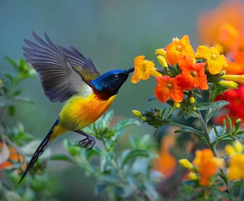  The Sunbird A Flight Through Love and Sacrifice